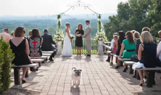 Illustration de l'article : 13 photos de chiens qui se sont mis sur leur 31 pour le mariage de leurs maîtres