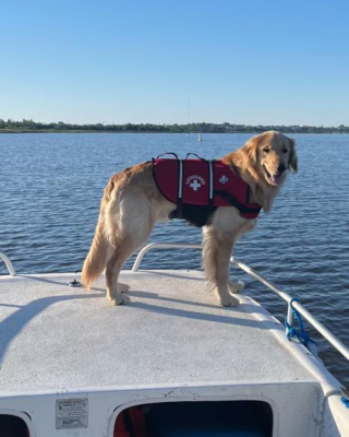 Illustration de l'article : Disparu dans un fleuve après un accident de bateau, un chien réapparaît avec un raton laveur deux jours plus tard