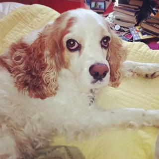 Illustration de l'article : 13 photos de chiens portant la moustache à merveille