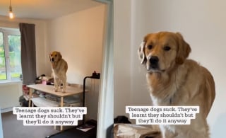 Illustration de l'article : La crise d'adolescence tardive de ce Golden Retriever turbulent amuse sa propriétaire et des dizaines de milliers de followers sur Instagram (vidéo)