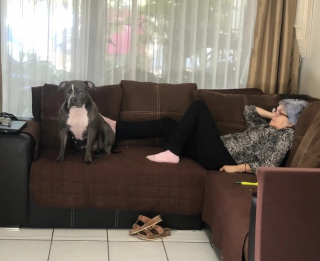 Illustration de l'article : L'image d'une chienne regardant la photo d'un être cher cache une belle histoire d'amitié