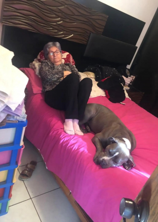Illustration de l'article : L'image d'une chienne regardant la photo d'un être cher cache une belle histoire d'amitié