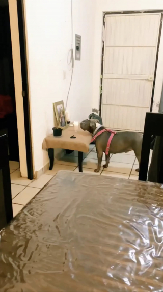 Illustration de l'article : L'image d'une chienne regardant la photo d'un être cher cache une belle histoire d'amitié