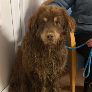 Illustration de l'article : Un chien s'enfuit alors qu'il est en route pour sa nouvelle maison et disparaît pendant 5 mois malgré d'incessantes recherches