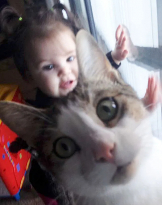 Illustration de l'article : 18 photos montrant que les chats ont un don véritable pour s’incruster sur les photos
