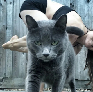 Illustration de l'article : 18 photos montrant que les chats ont un don véritable pour s’incruster sur les photos