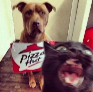 Illustration de l'article : 18 photos montrant que les chats ont un don véritable pour s’incruster sur les photos