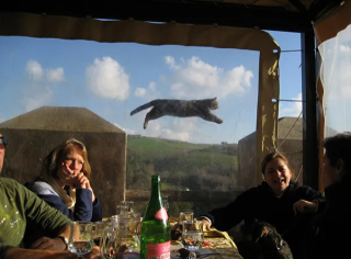 Illustration de l'article : 18 photos montrant que les chats ont un don véritable pour s’incruster sur les photos
