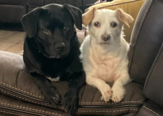Illustration de l'article : Doyenne d'une tribu canine et féline nombreuse, cette chienne a vu ses maîtres lui confier une mission très spéciale