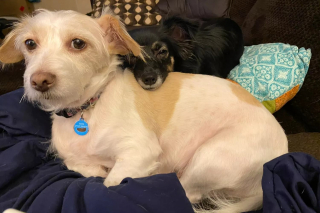 Illustration de l'article : Doyenne d'une tribu canine et féline nombreuse, cette chienne a vu ses maîtres lui confier une mission très spéciale