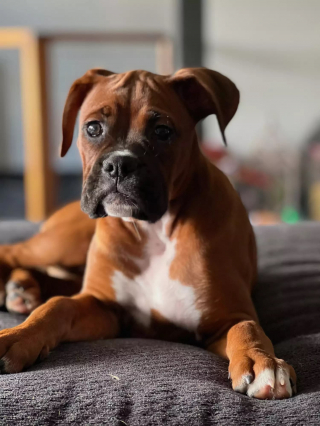 Illustration de l'article : Ce Boxer a pris l'habitude de se poser sur les épaules de son maître afin d'adresser un message précis aux autres chiens de la famille