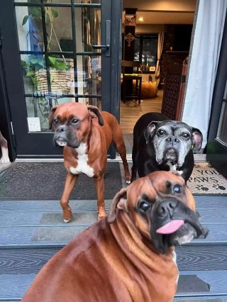 Illustration de l'article : Ce Boxer a pris l'habitude de se poser sur les épaules de son maître afin d'adresser un message précis aux autres chiens de la famille