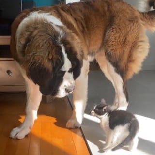 Illustration de l'article : L'accueil touchant d'un Saint Bernard doux et patient envers le chaton adopté par ses humains (vidéo)