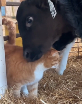 Illustration de l'article : Les meilleurs amis de ce chat de ferme sont des veaux et leur relation est vraiment spéciale (vidéo)