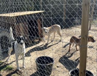 Illustration de l'article : Entre insalubrité et suspicion de pratiques illégales, une vingtaine de chiens vivant dans un prétendu refuge mobilisent plusieurs associations