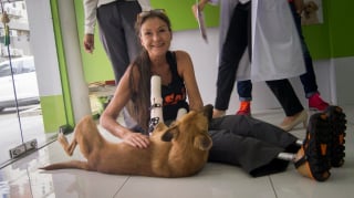 Illustration de l'article : 6 ans après, qu'est devenue la vie de ce chien amputé et recueilli par une dame qui a tout fait pour lui offrir des prothèses ?