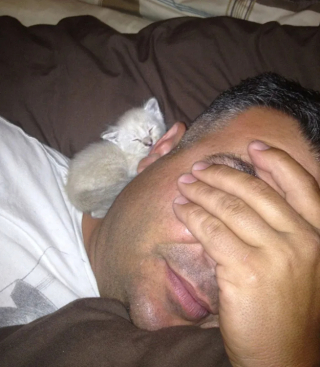 Illustration de l'article : 16 photos qui prouvent que les chats sont prêts à tout pour vous toucher en plein coeur