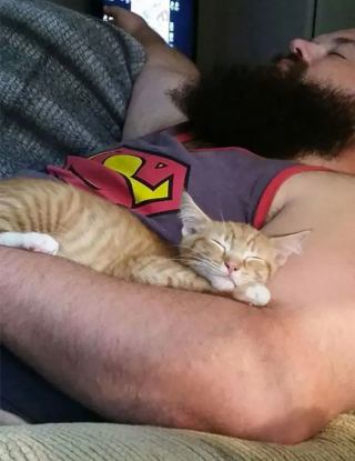 Illustration de l'article : 16 photos qui prouvent que les chats sont prêts à tout pour vous toucher en plein coeur