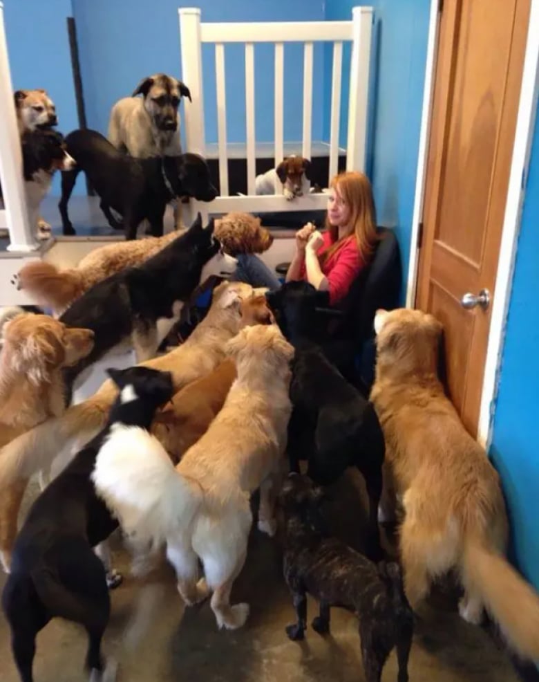 Illustration de l'article : 18 photos dr&ocirc;les qui mettent parfaitement en lumi&egrave;re la gourmandise de nos amis les chiens