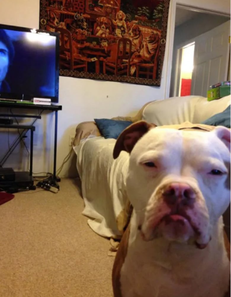 Illustration de l'article : 18 photos dr&ocirc;les qui mettent parfaitement en lumi&egrave;re la gourmandise de nos amis les chiens