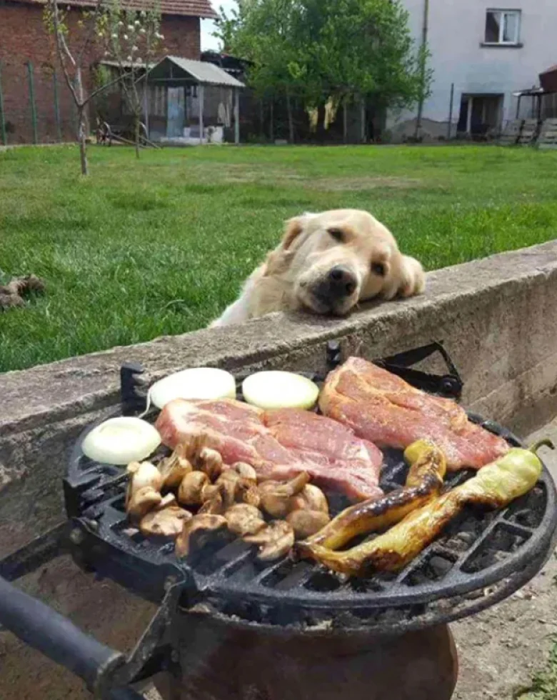 Illustration de l'article : 18 photos dr&ocirc;les qui mettent parfaitement en lumi&egrave;re la gourmandise de nos amis les chiens