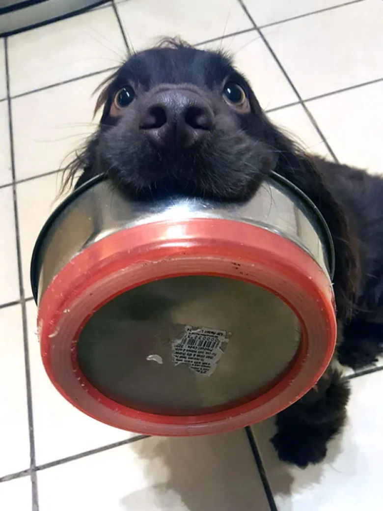 Illustration de l'article : 18 photos dr&ocirc;les qui mettent parfaitement en lumi&egrave;re la gourmandise de nos amis les chiens