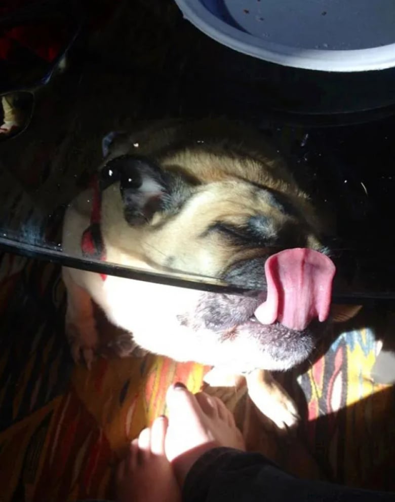 Illustration de l'article : 18 photos dr&ocirc;les qui mettent parfaitement en lumi&egrave;re la gourmandise de nos amis les chiens