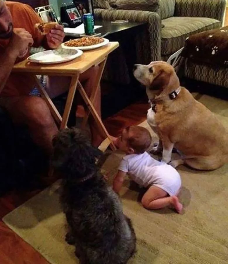 Illustration de l'article : 18 photos dr&ocirc;les qui mettent parfaitement en lumi&egrave;re la gourmandise de nos amis les chiens