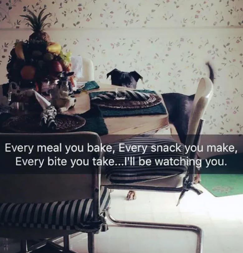 Illustration de l'article : 18 photos dr&ocirc;les qui mettent parfaitement en lumi&egrave;re la gourmandise de nos amis les chiens