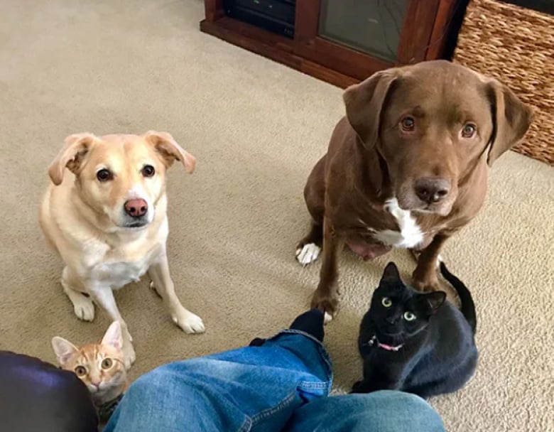 Illustration de l'article : 18 photos dr&ocirc;les qui mettent parfaitement en lumi&egrave;re la gourmandise de nos amis les chiens