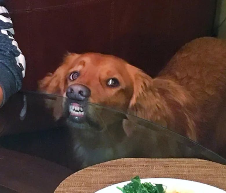 Illustration de l'article : 18 photos dr&ocirc;les qui mettent parfaitement en lumi&egrave;re la gourmandise de nos amis les chiens