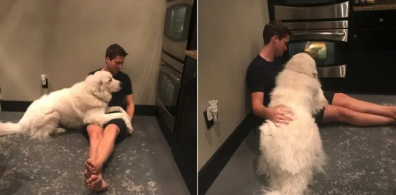 Illustration de l'article : 18 photos dr&ocirc;les qui mettent parfaitement en lumi&egrave;re la gourmandise de nos amis les chiens