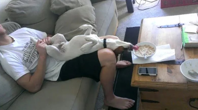 Illustration de l'article : 18 photos dr&ocirc;les qui mettent parfaitement en lumi&egrave;re la gourmandise de nos amis les chiens