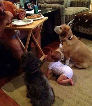 Illustration de l'article : 18 photos qui prouvent bien que les chiens sont les les plus gourmands de la planète