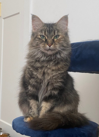 Illustration de l'article : Une chatte malheureuse au refuge vit un épanouissement total après son arrivée dans une famille d'accueil