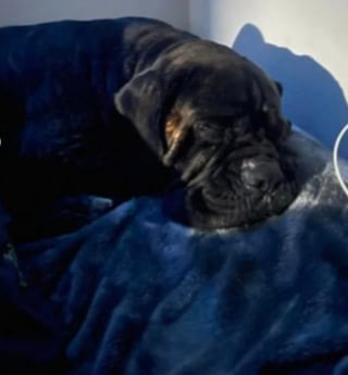 Illustration de l'article : Des nouvelles de l'insaisissable chien qui errait depuis des mois la tête coincée dans une caisse