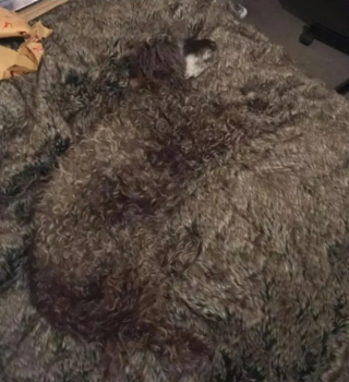 Illustration de l'article : 15 photos prouvant que les chiens sont des êtres passés maîtres dans l’art du camouflage
