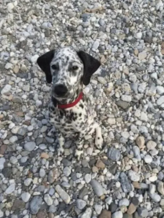Illustration de l'article : 15 photos prouvant que les chiens sont des êtres passés maîtres dans l’art du camouflage