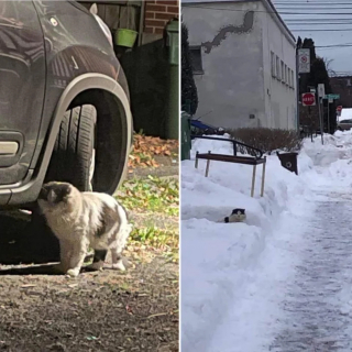 Illustration de l'article : Après des années d'errance, ce chat est devenu le plus heureux alors qu'il n'était plus capable d'affronter les dangers de la rue et de la météo