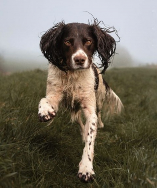 Illustration de l'article : Un chien "trahit" son maître en révélant sa petite virée secrète de la veille à son épouse 