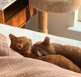 Illustration de l'article : Une chatte séniore rongée par la solitude persuade ses maîtres de prendre une décision capitale pour tenter de lui redonner de la joie (video)