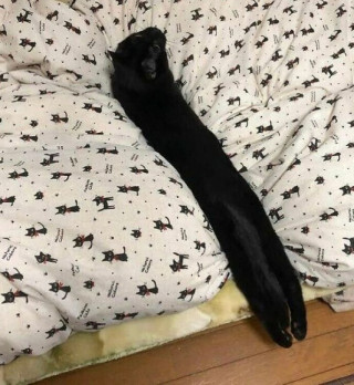 Illustration de l'article : 18 photos de chats aussi émouvantes que drôles 