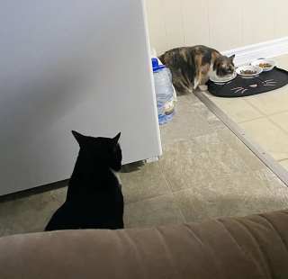 Illustration de l'article : La rencontre entre une femme endeuillée et ce chat pensionnaire d'un refuge qui attend sa chance depuis 1 an