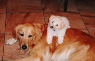 Illustration de l'article : La vidéo déchirante d'un chien appelant désespérément son défunt ami dont il était inséparable