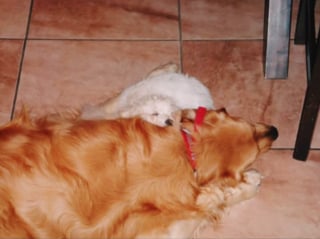 Illustration de l'article : La vidéo déchirante d'un chien appelant désespérément son défunt ami dont il était inséparable