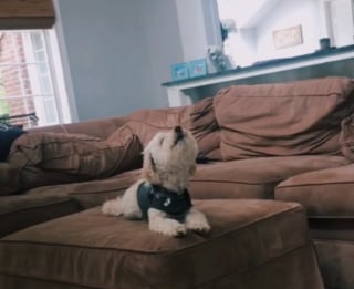 Illustration de l'article : La vidéo déchirante d'un chien appelant désespérément son défunt ami dont il était inséparable