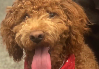 Illustration de l'article : Une famille pense faire une bonne action en recueillant un chien sans savoir que sa maîtresse le recherche depuis 4 mois
