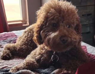 Illustration de l'article : Une famille pense faire une bonne action en recueillant un chien sans savoir que sa maîtresse le recherche depuis 4 mois