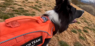 Illustration de l'article : Une famille pense faire une bonne action en recueillant un chien sans savoir que sa maîtresse le recherche depuis 4 mois