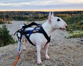 Illustration de l'article : L'instant tendre où un chien en promenade repère un ami identique et décide de faire la course avec lui (vidéo)